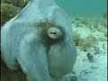 octopod