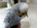 Un cotorro llamado pollo 2