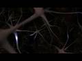 Neurons