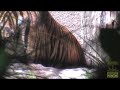 Tiger Cub Preview