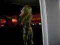 videos de Shanna en el Gula Gula