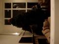 videos de X-Mas Tree - Tree Stand
