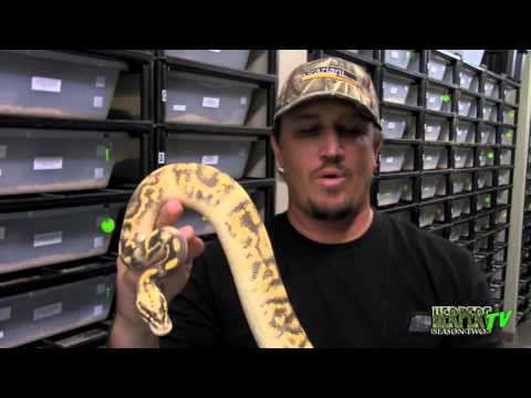 YouTube reptile video
