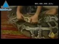 Child playing with Anaconda...