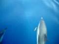 videos de dolphins on the way to Siros