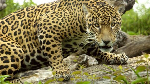 jaguar - Jaguar goes for a swim, underwater view of jaguar swimming in water at Woodland Jaguar goes for a swim, underwater view of jaguar swimming in water at Woodla...