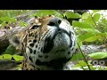 Jaguar under water swim in full HD Jaguar under water swim in full HD