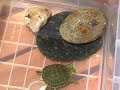 trachemys-scripta-scripta-alimentndose.html