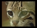 Passeio Animal - Jaguatirica
