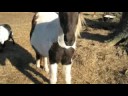 My Pony Jazzmine My Pony Jazzmine