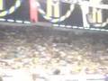videos de GENC FENERBAHCELILER Dale Show FB-TT