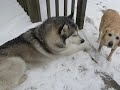 Siberian Husky Kojak Howling