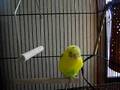 セキセイインコ キョロが歌います singing budgie TANKOBUSHI