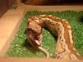 Python Curtus Brongersmai Comiendo