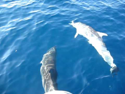 video delfini