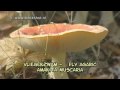vliegenzwam - amanita muscaria - fly agaric