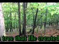 Sherry Starr Sings He Grew The Tree Sherry Starr Sings He Grew The Tree