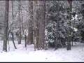 2008 Snow 1