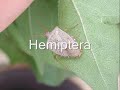 Survey of Insects that Undergo Incomplete Metamorphosis