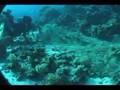 Nets Carless Reef