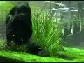 Visita a Aquarium Design Amano