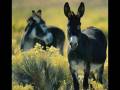 videos de Rare Wild Donkeys of North Cyprus
