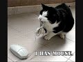 funny cat finished.wmv