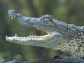 The International League  of Conservation Photographers: Trailer