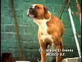 Amor De Abuela