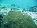 SeaLife Underwater Video SeaLife Underwater Video