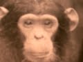 Beatboxing Chimp Champ! Beatboxing Chimp Champ!
