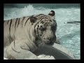 White Tiger at the Mirage - Las Vegas