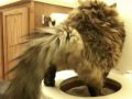Day 14 Ming Chu potty training