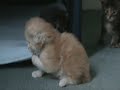 09DEC13 Kitten Movie Indi x Tilly.wmv