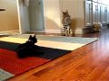Serval Cat vs. Domestic Cat | www.F1hybrids.com | F1Hybrids Cattery