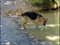 Der Deutsche Sch�ferhund