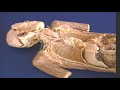 nervous system anatomy4 nervous system anatomy4