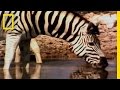 Cheetahs Return to Zebra Park