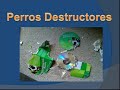 Perros Abandonados