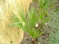 PALMIERS EN TERRE PICARDIE PALMIERS EN TERRE PICARDIE