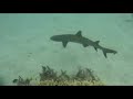 Triggerfish Attack