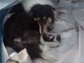 videos de Collie puppy being born Dec 12th, 2008