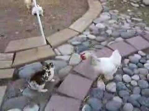 Gallina antidisturbios