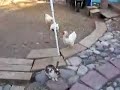 gallinas antidisturbios gallinas antidisturbios