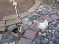 gallinas antidisturbios
