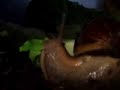 Giant African Land Snail eating lettuce.