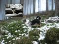 Nelly und Joey 2 Sauerland
