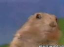 Dramatic rodent... Dramatic rodent...