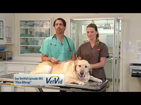 Check out the video below to see how you can check your pet for fleas.