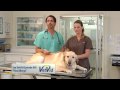 How To Check Your Pet For Fleas - VetVid Episode 022